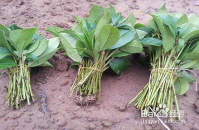 桂花树插枝能活吗?应该怎么插?