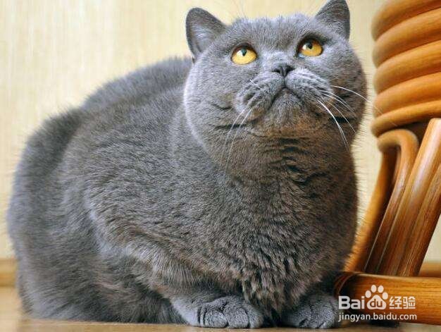 不拉稀不呕吐排毛膏：猫呕吐腹泻掉毛的应对措施