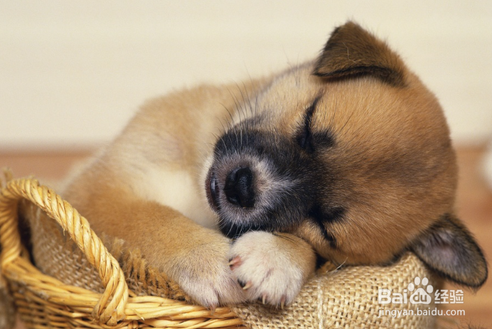 导致狗狗掉毛的原因有哪些?