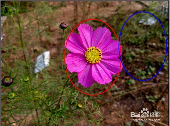 使用 Camera Raw 提高照片质量