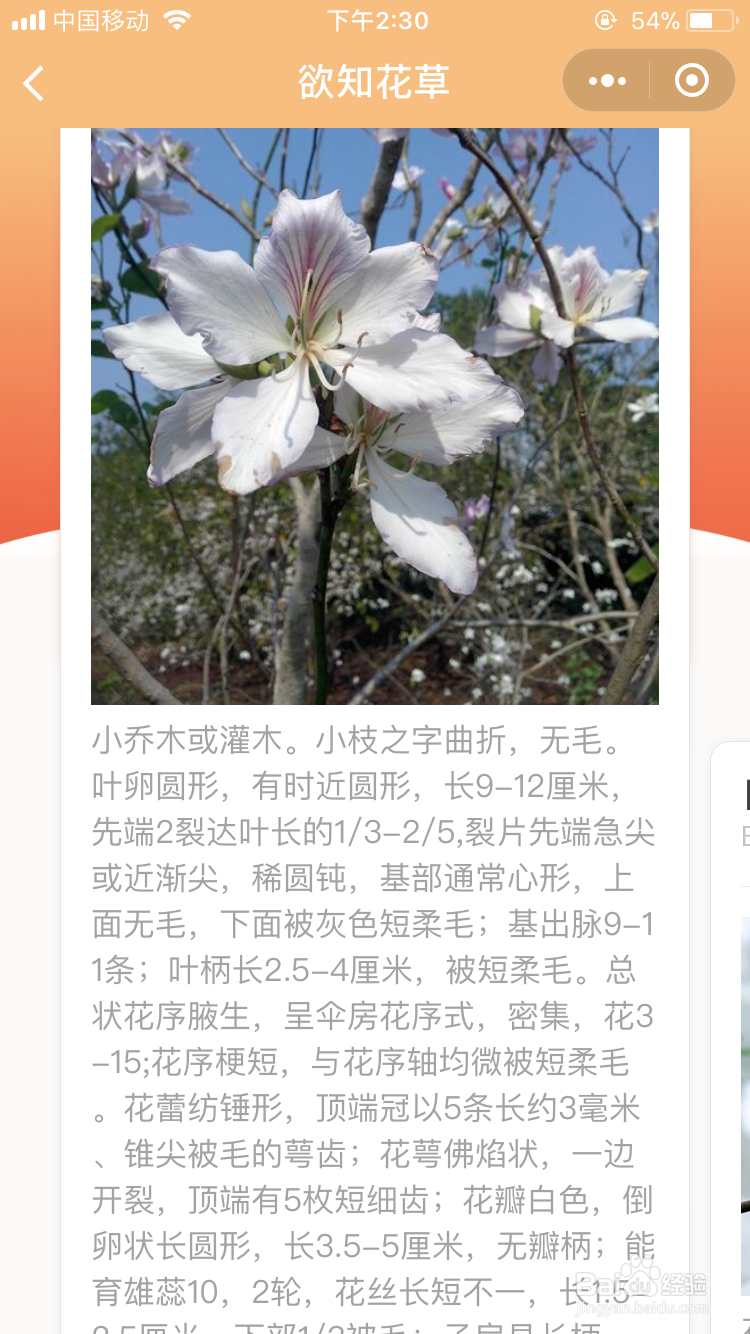 怎么用手机识别植物 花草