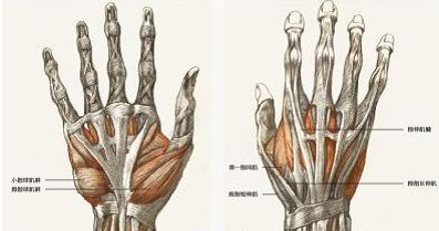 人体绘画中手的解剖结构-轻微课