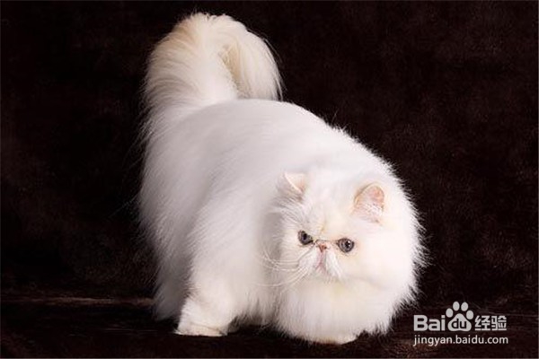 养波斯猫的注意事项？