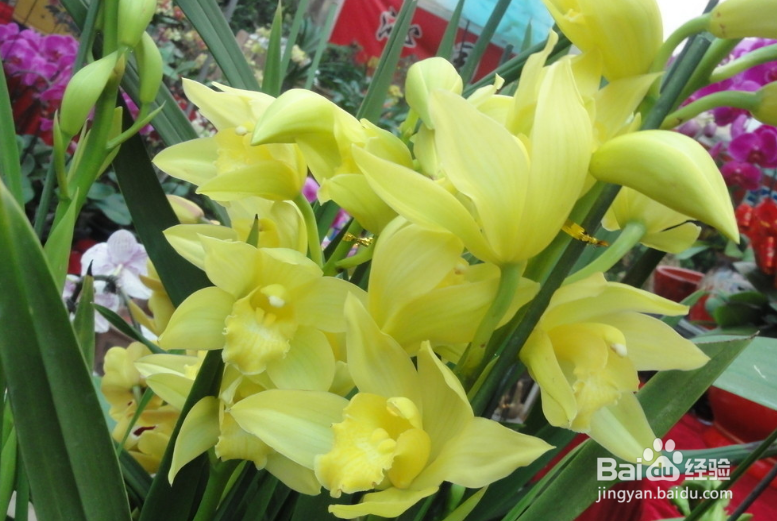 大花蕙兰的养殖方法和注意事项