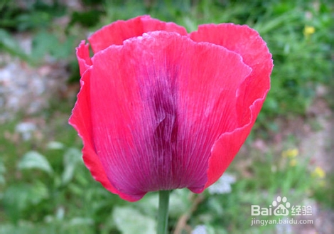 虞美人与罂粟花怎样区别