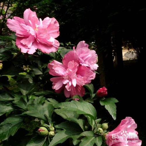 防止木槿花病虫害的小妙招有哪些?