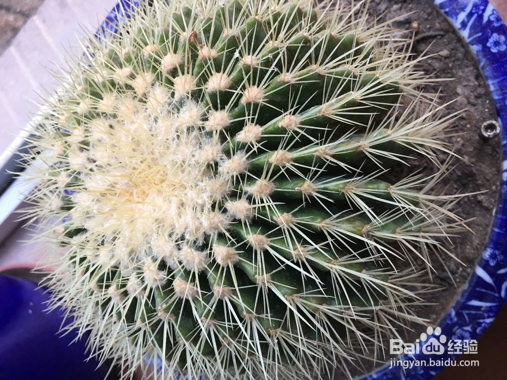 皮肤过敏或蚊虫叮咬怎样快速止痒