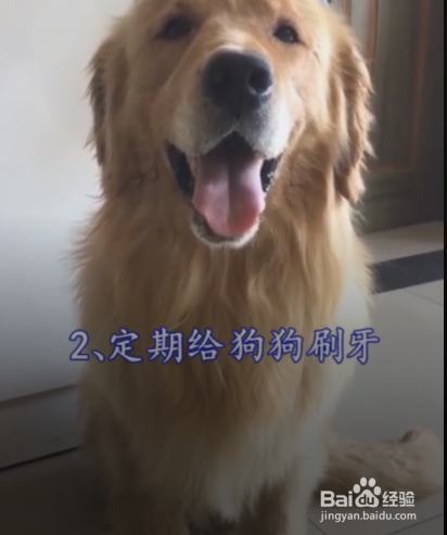 狗狗口臭了，应该怎么办