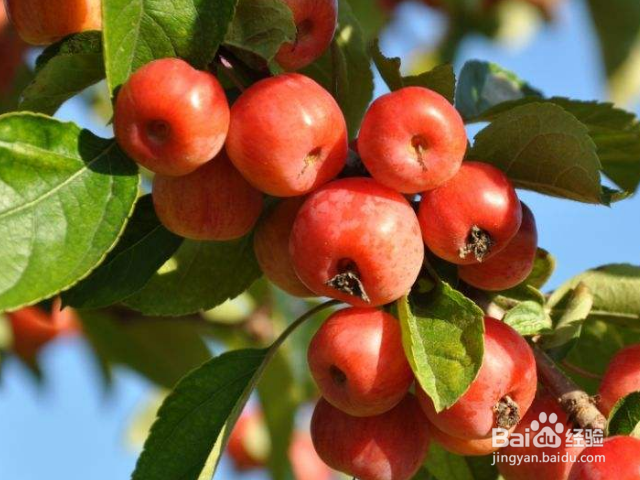 食用山楂有哪些好处?