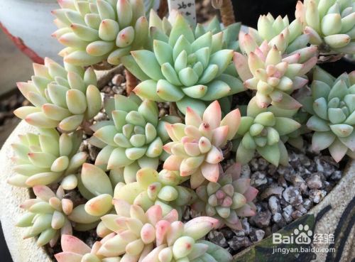 多肉植物秋天怎么养 百度经验