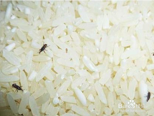 极小极小的米色虫子怎么除