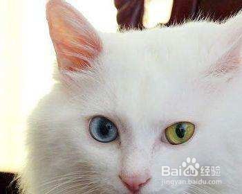 中国土猫有什么品种