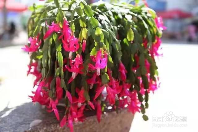 养蟹爪兰时，注意这几点，保准让春节再开一次花