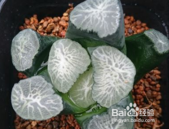 多肉植物万象怎么养