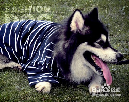 教你训练宠物狗作揖的方法