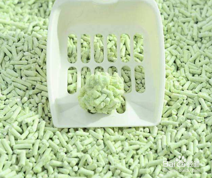 上班族怎么养猫?