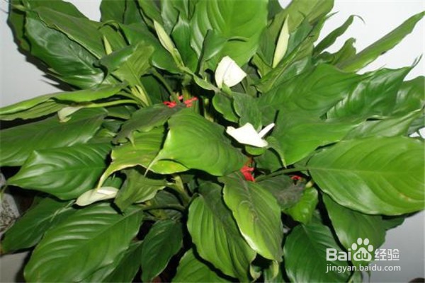 万年青的注意事项和养殖方法？