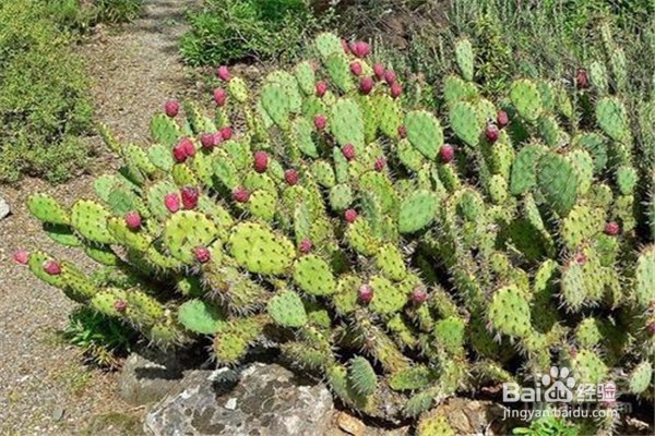 仙人掌的养殖方法和注意事项都有什么？