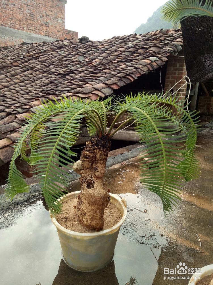 无根的石山铁树怎么种