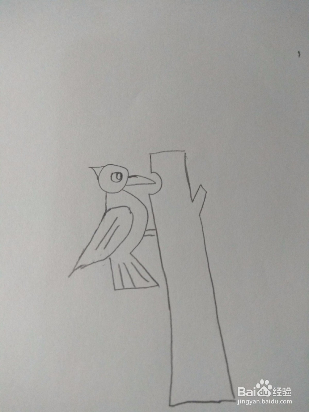 简笔画—画出一个啄木鸟