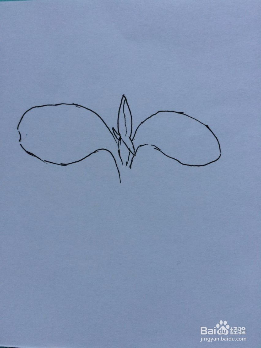 刚发芽的凤仙花的样子怎么画