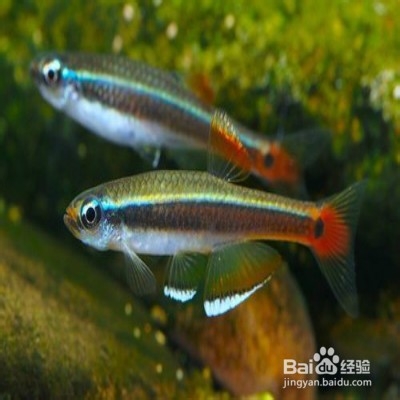 饲养金丝鱼的一些技巧