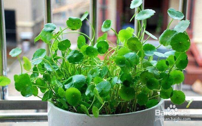 室外铜钱草怎么过冬