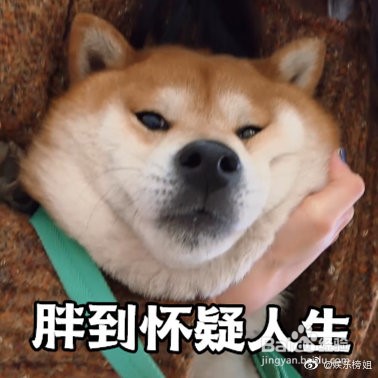 宠物店系统问题如何解决？