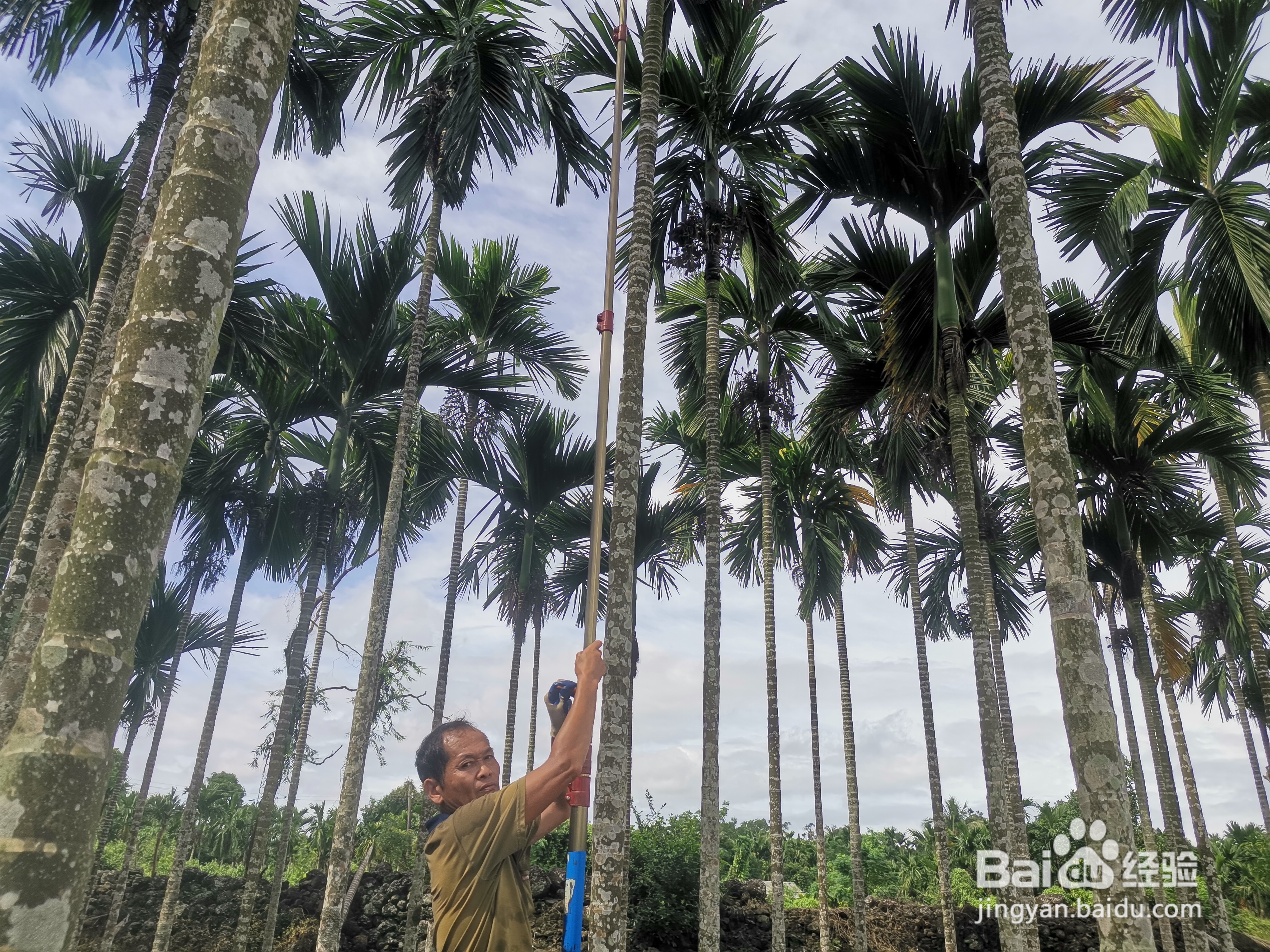 认识早秋果，就知道如何挑选高品质的槟榔原果