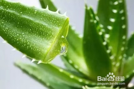 只拿芦荟来观赏，太可惜了，还有意想不到的作用