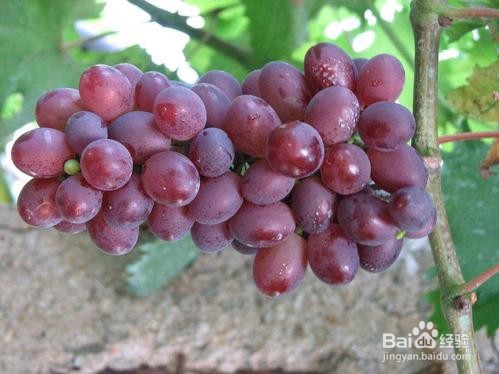 葡萄涩口怎么处理