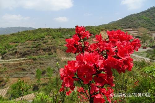 映山紅葉子起泡怎麼辦