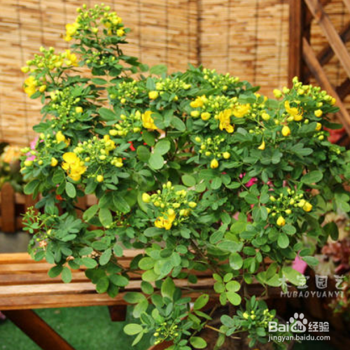 在家中该如何养殖金雀花?