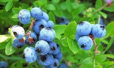 提高记忆力的方法，让你记事情非常的容易！