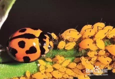 花长虫了怎么处理