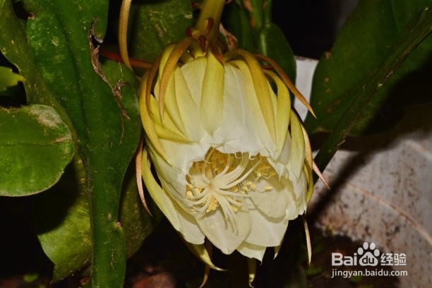 令箭荷花夏天怎么养