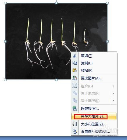 如何使用PPT调整图片对比度