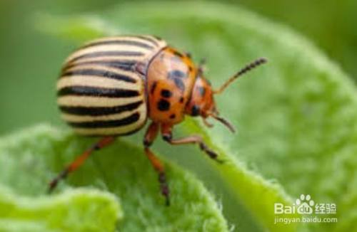 种的菜上面的小虫怎么去除 百度经验