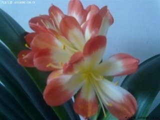 君子兰严重夹箭怎么办