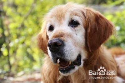 养金毛狗禁忌
