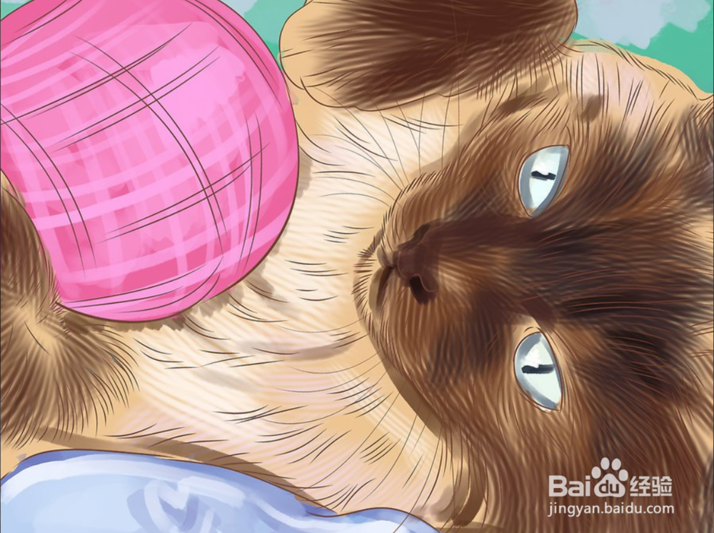 如何快速识别暹罗猫三步（图文）