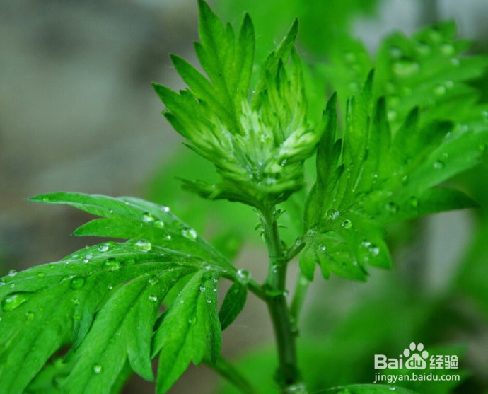 怎么区分艾草和蒿草