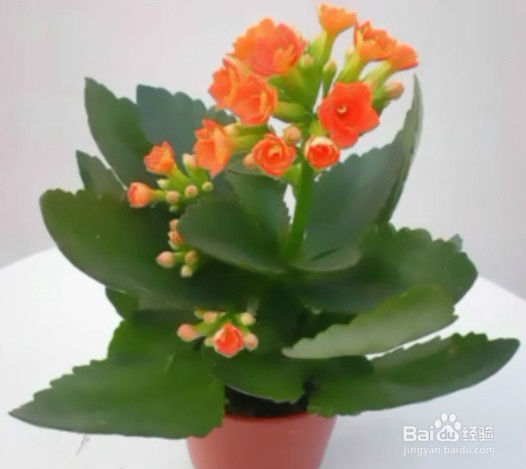 室内放什么绿植好呢