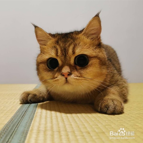 猫吐毛球怎么办