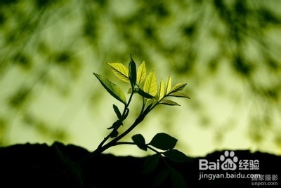 春季多吃什么最合适