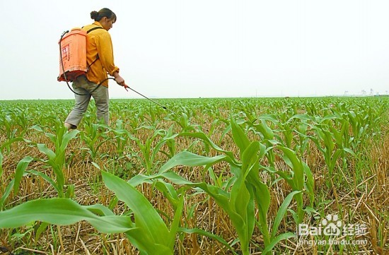玉米夏播技术