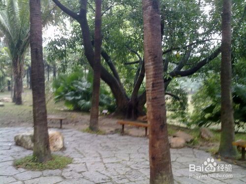华南植物园一日游