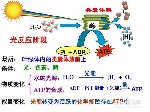 1 光合作用只有兩個階段,可以分為光反應和碳反應(舊稱暗反應)兩個