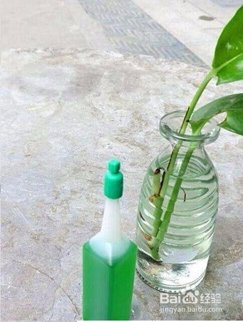 快速繁殖枙子花攻略