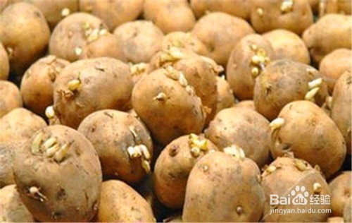 生活中有哪些常见的食物含有毒素